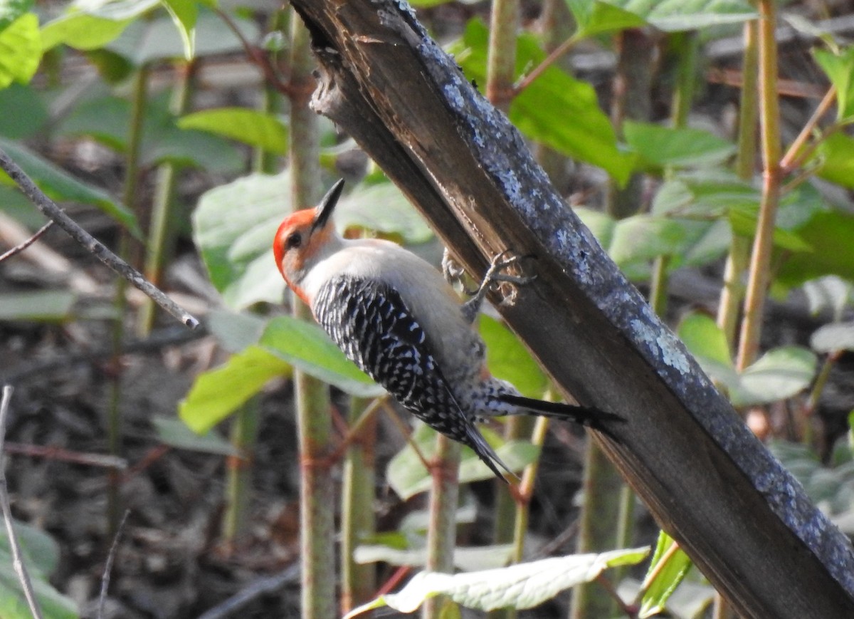 Red-bellied Woodpecker - ML333208241