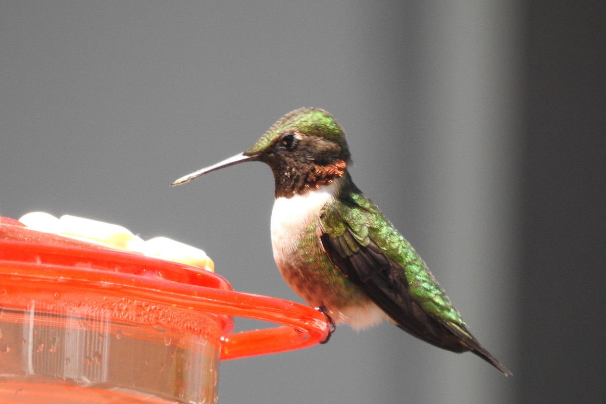 Ruby-throated Hummingbird - ML333211001