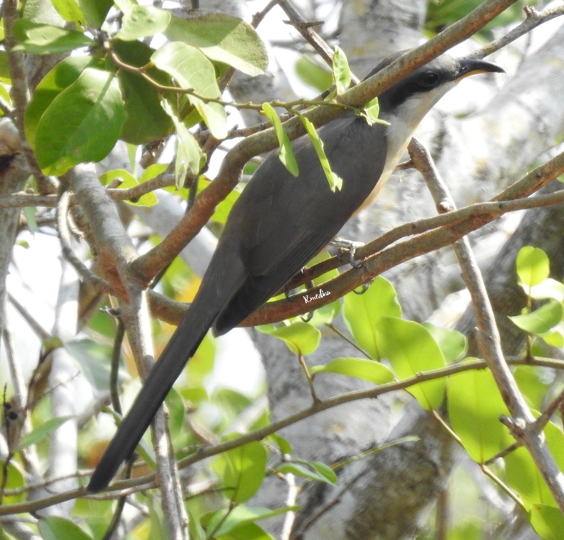 Mangrove Cuckoo - Roberto Medina