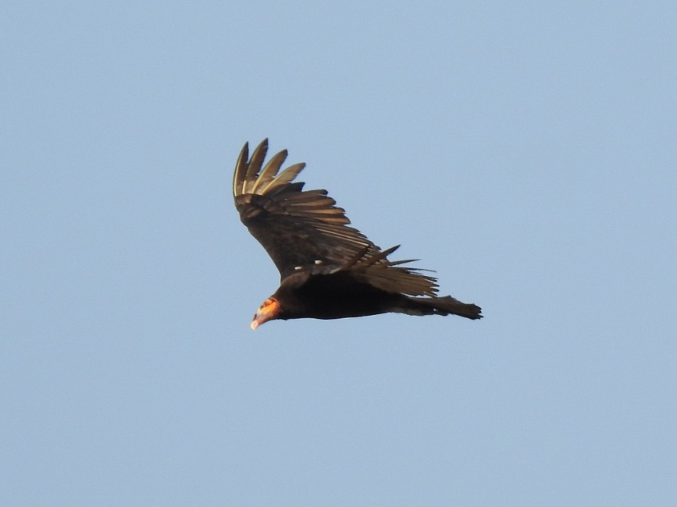 Lesser Yellow-headed Vulture - ML333222131