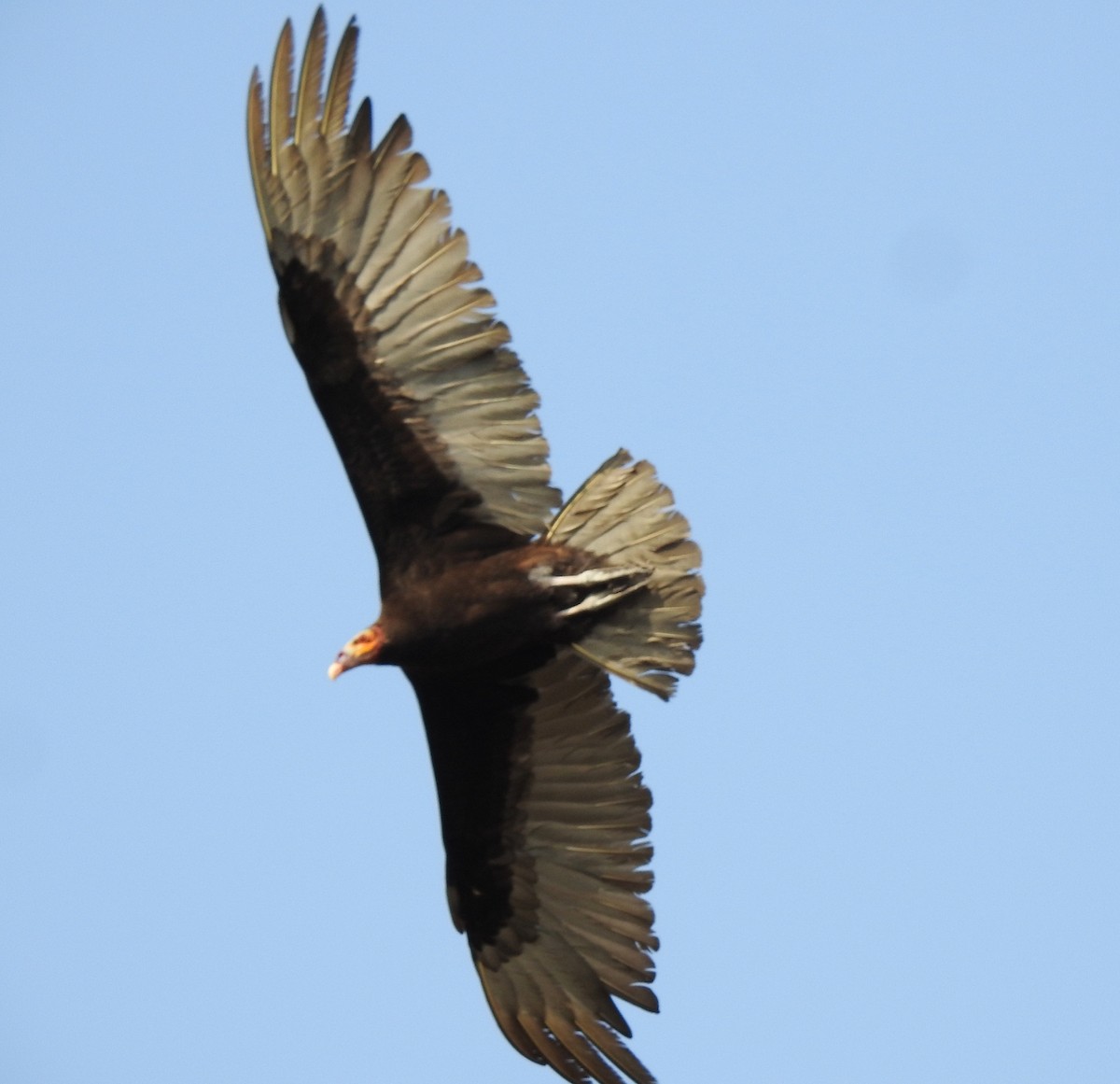 Lesser Yellow-headed Vulture - Roberto Medina