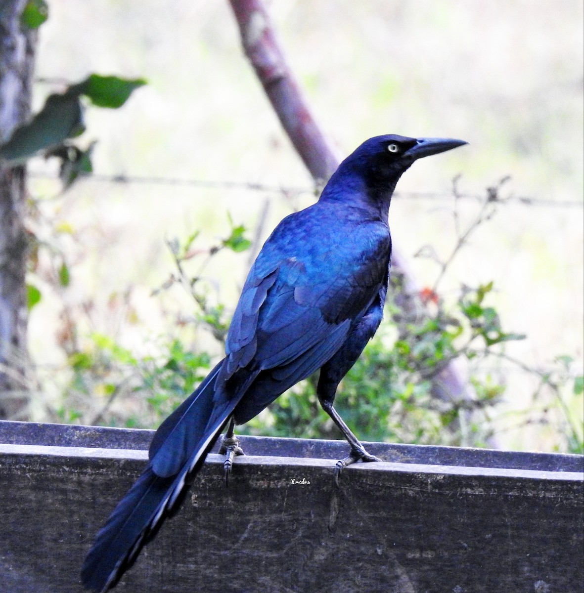 Great-tailed Grackle - ML333223251