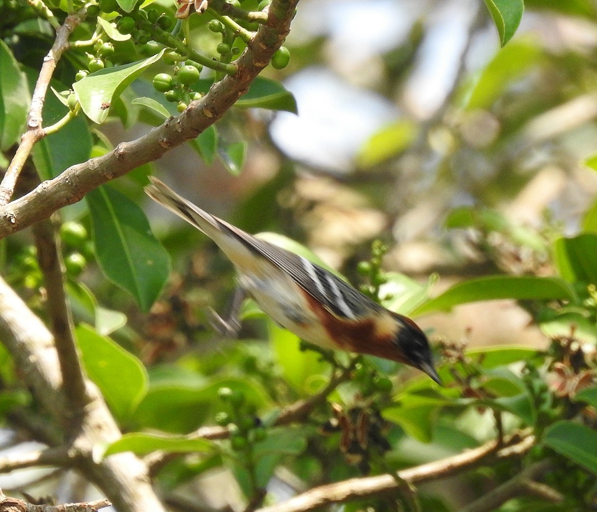 Bay-breasted Warbler - ML333224851