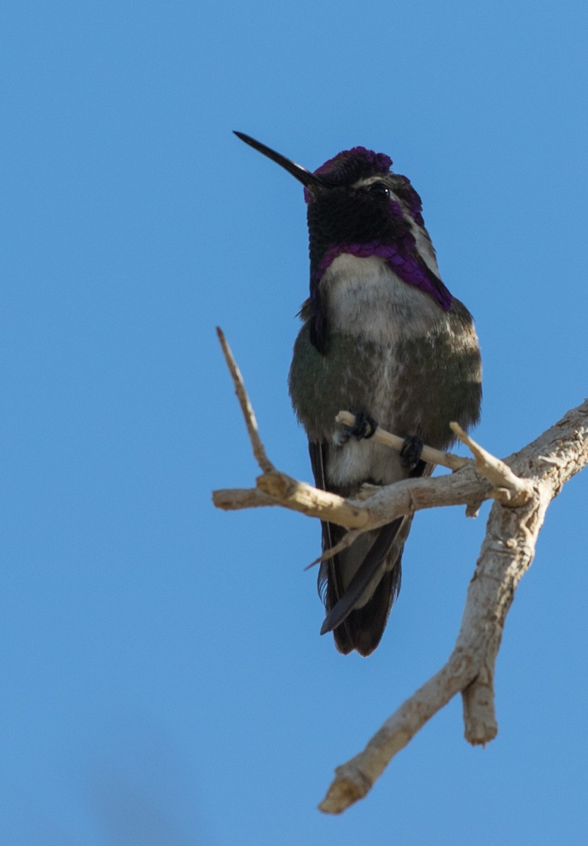 Costa's Hummingbird - ML333225501
