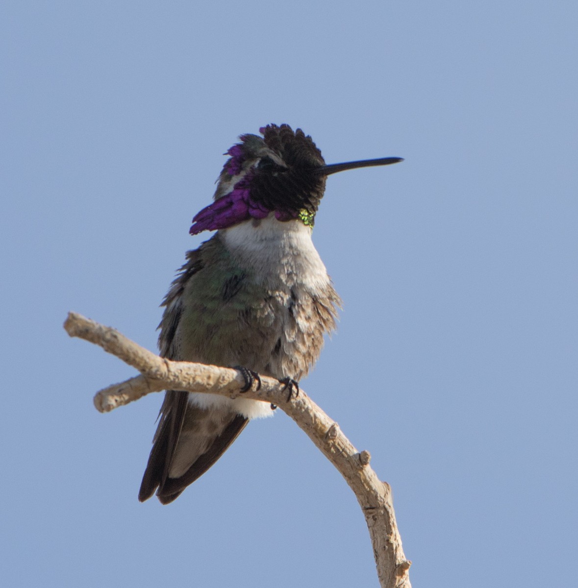 Costa's Hummingbird - ML333225571