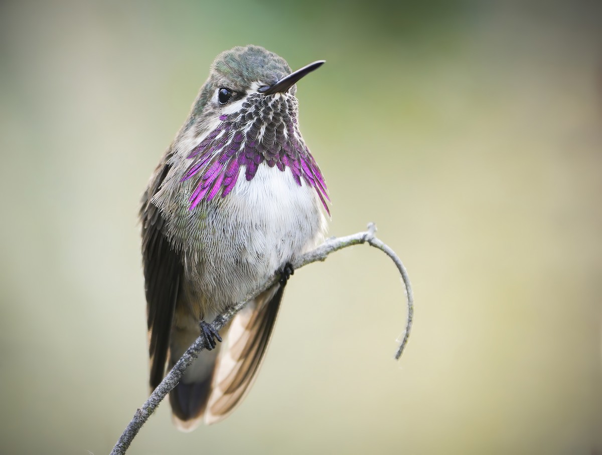 Calliope Hummingbird - ML333226281