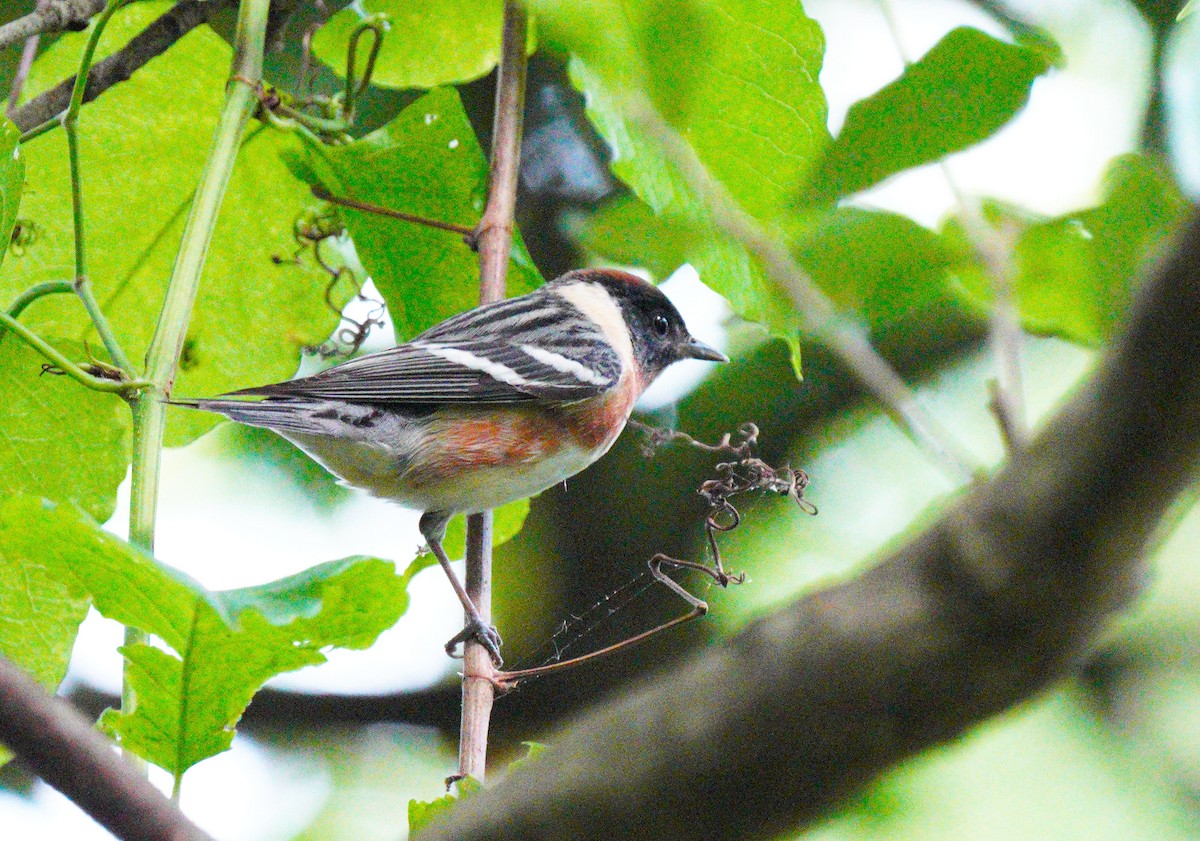 Bay-breasted Warbler - ML333229741
