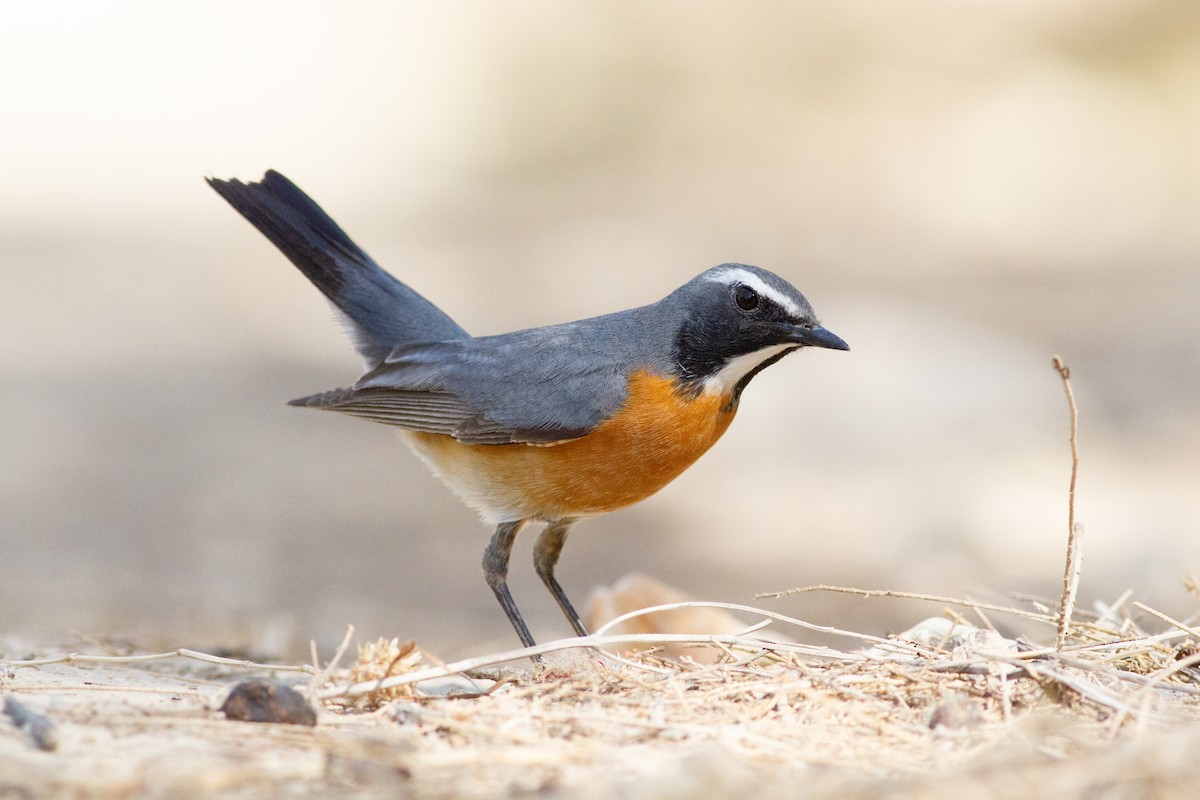 White-throated Robin - Oded Ovadia
