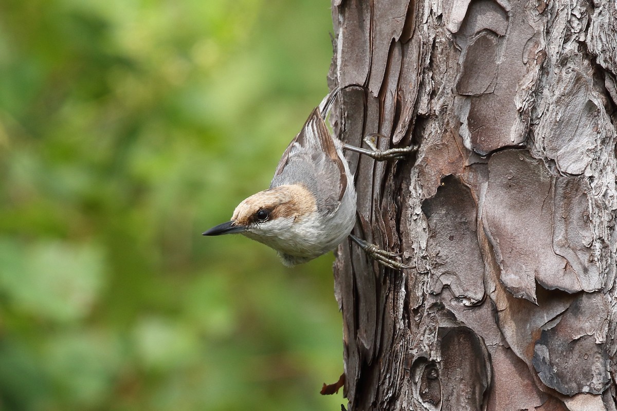 Brown-headed Nuthatch - ML333231241