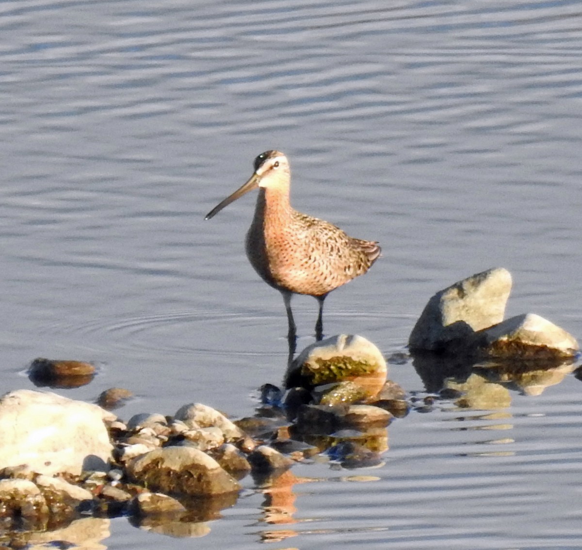 Long-billed Dowitcher - ML333234601