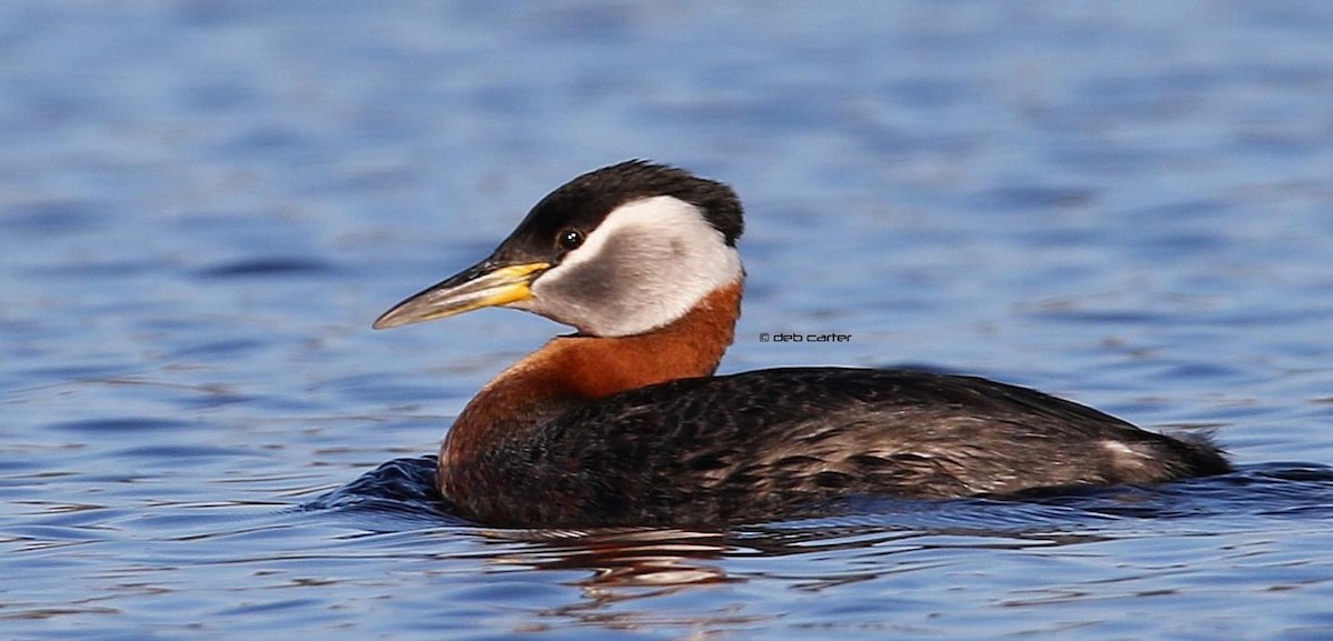 Red-necked Grebe - ML333237101