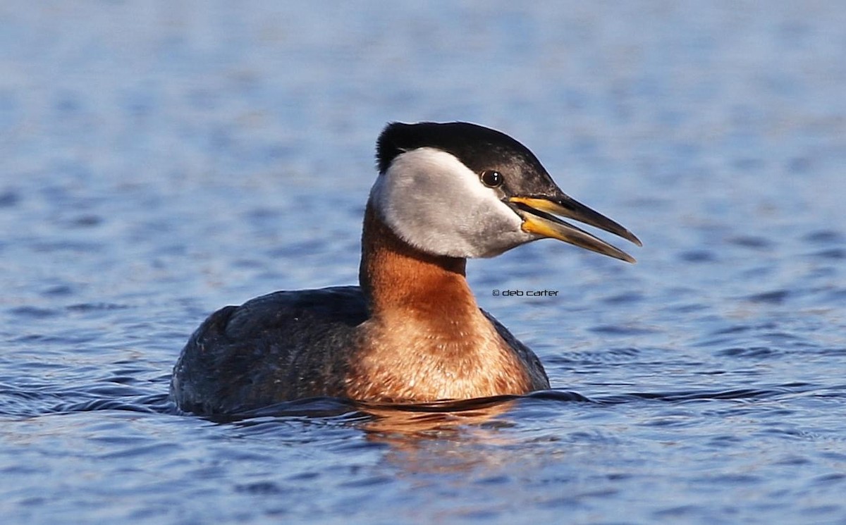 Red-necked Grebe - ML333237121
