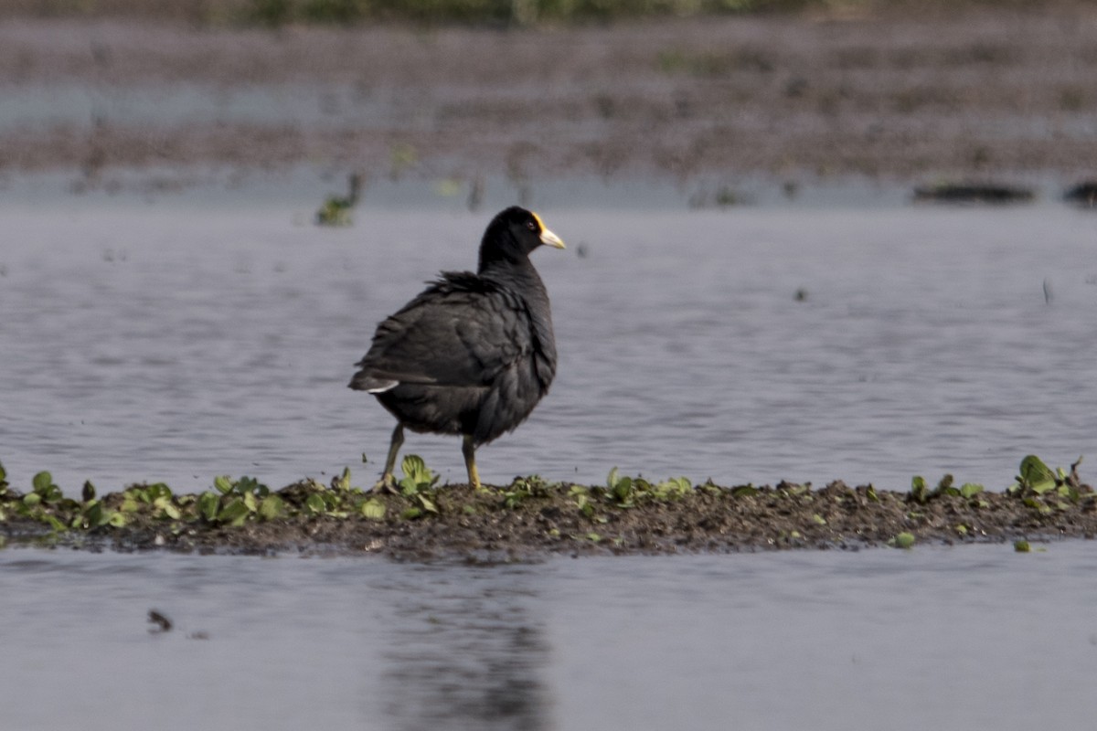 White-winged Coot - ML33324361