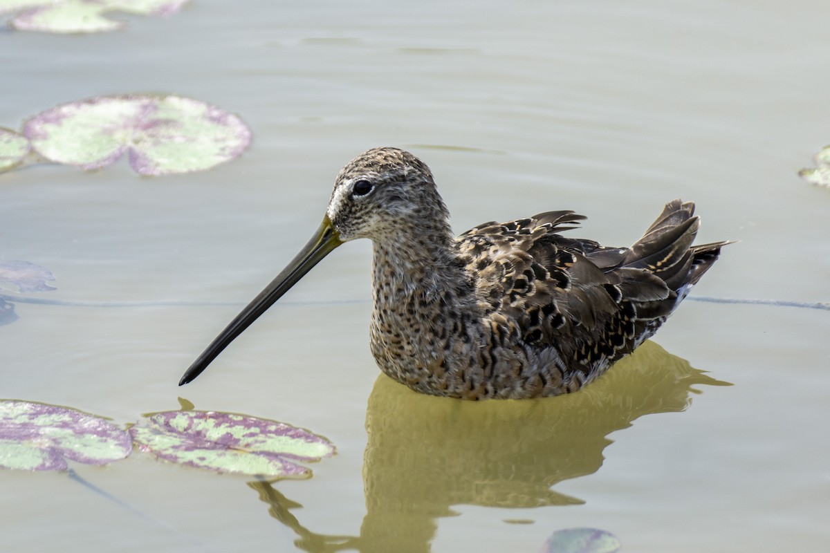Long-billed Dowitcher - ML333246101