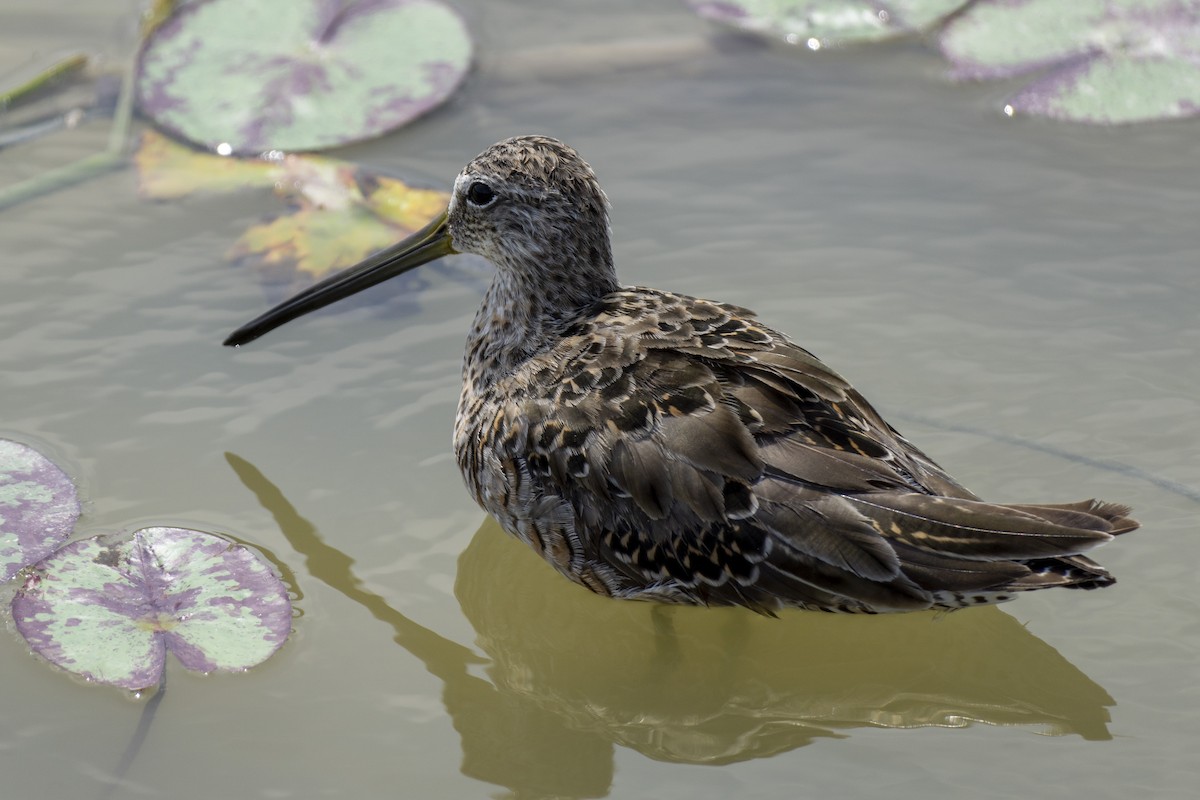 Long-billed Dowitcher - ML333246131