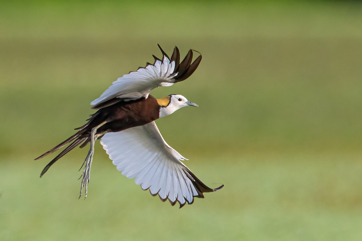 Pheasant-tailed Jacana - ML333250021