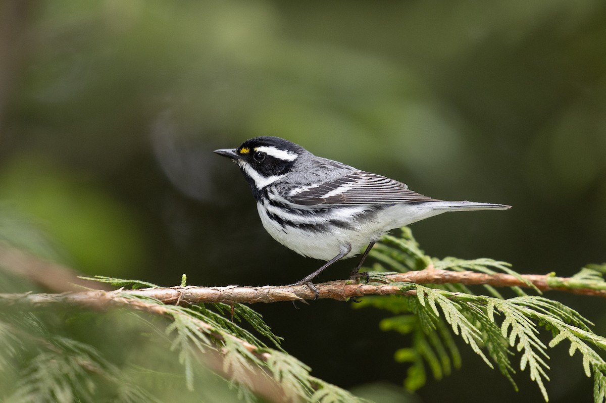 Black-throated Gray Warbler - mark daly
