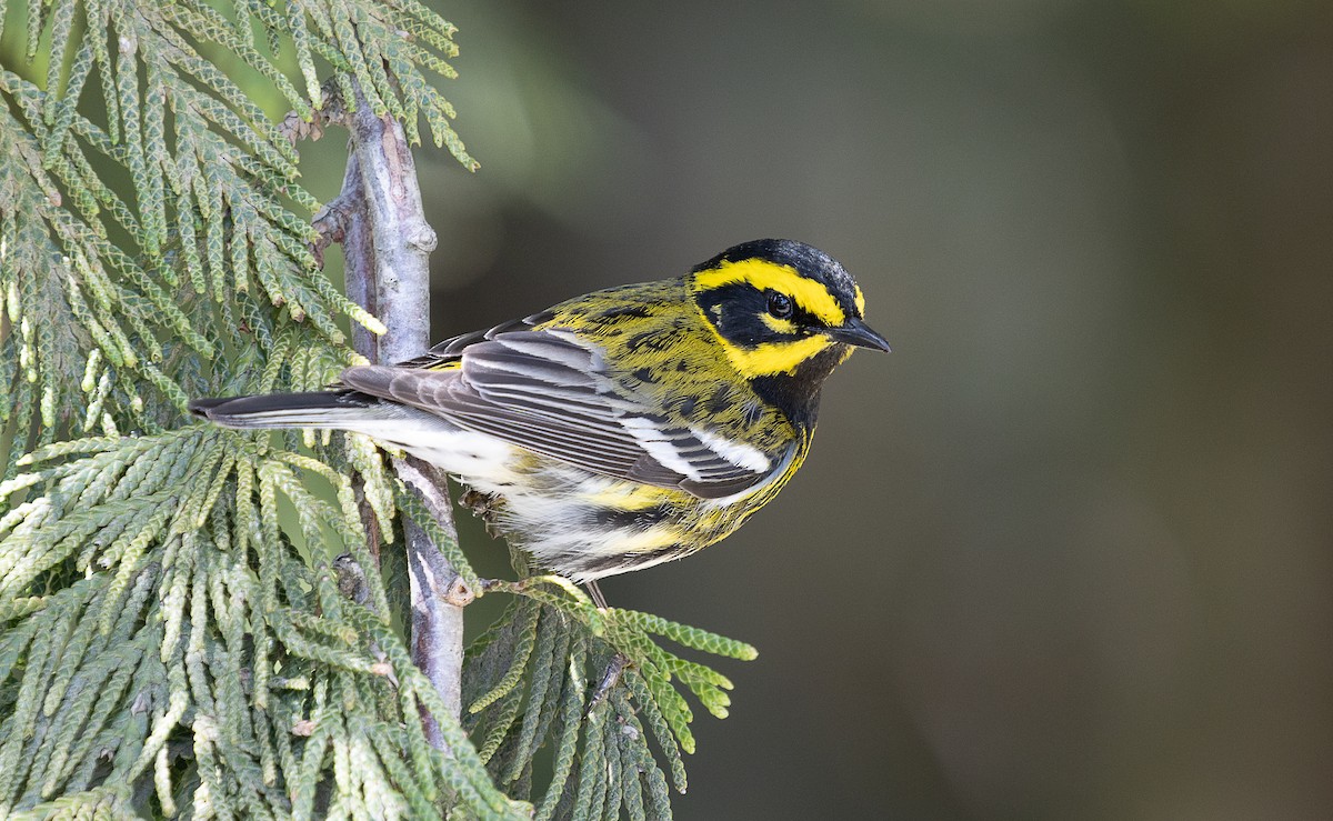 Townsend's Warbler - mark daly