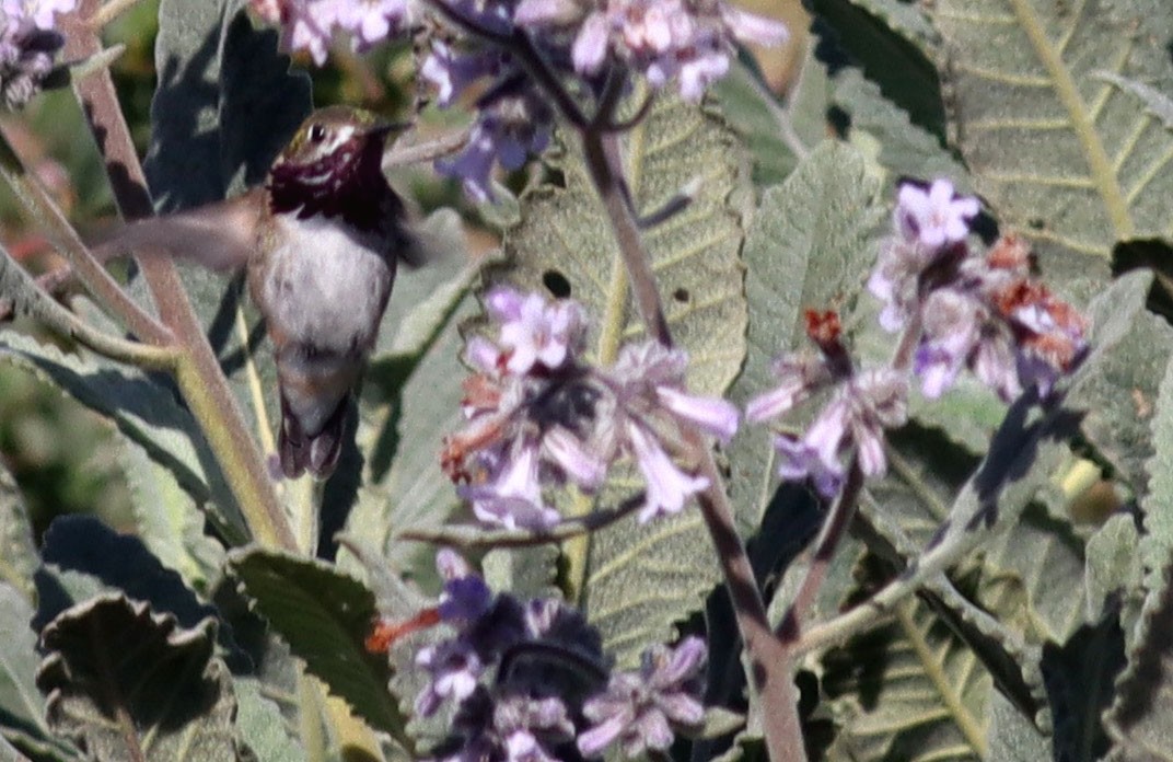Calliope Hummingbird - ML333253571