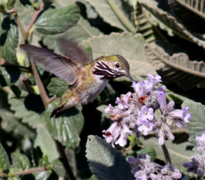 Calliope Hummingbird - David Hurst