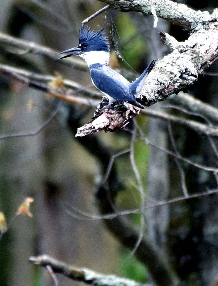 Belted Kingfisher - ML333254501
