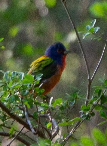Painted Bunting - ML333254601