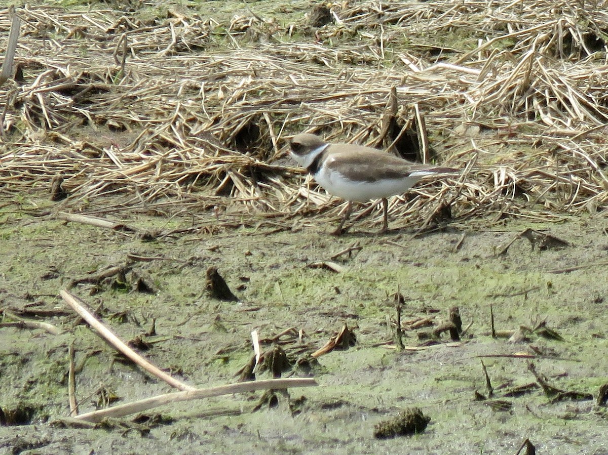 Semipalmated Plover - ML333255241