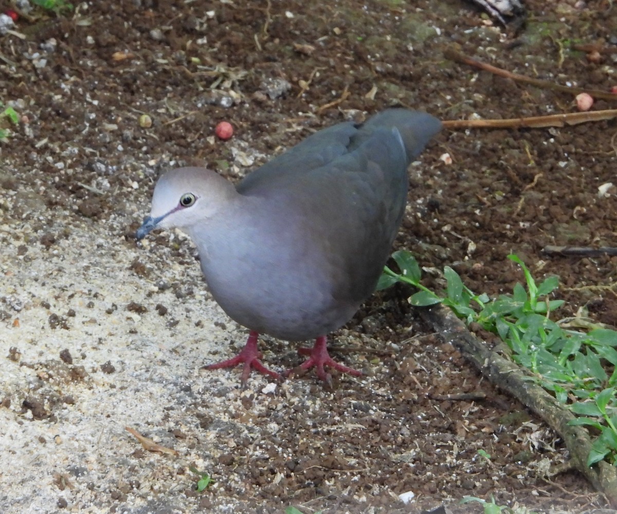 Gray-chested Dove - ML333257391