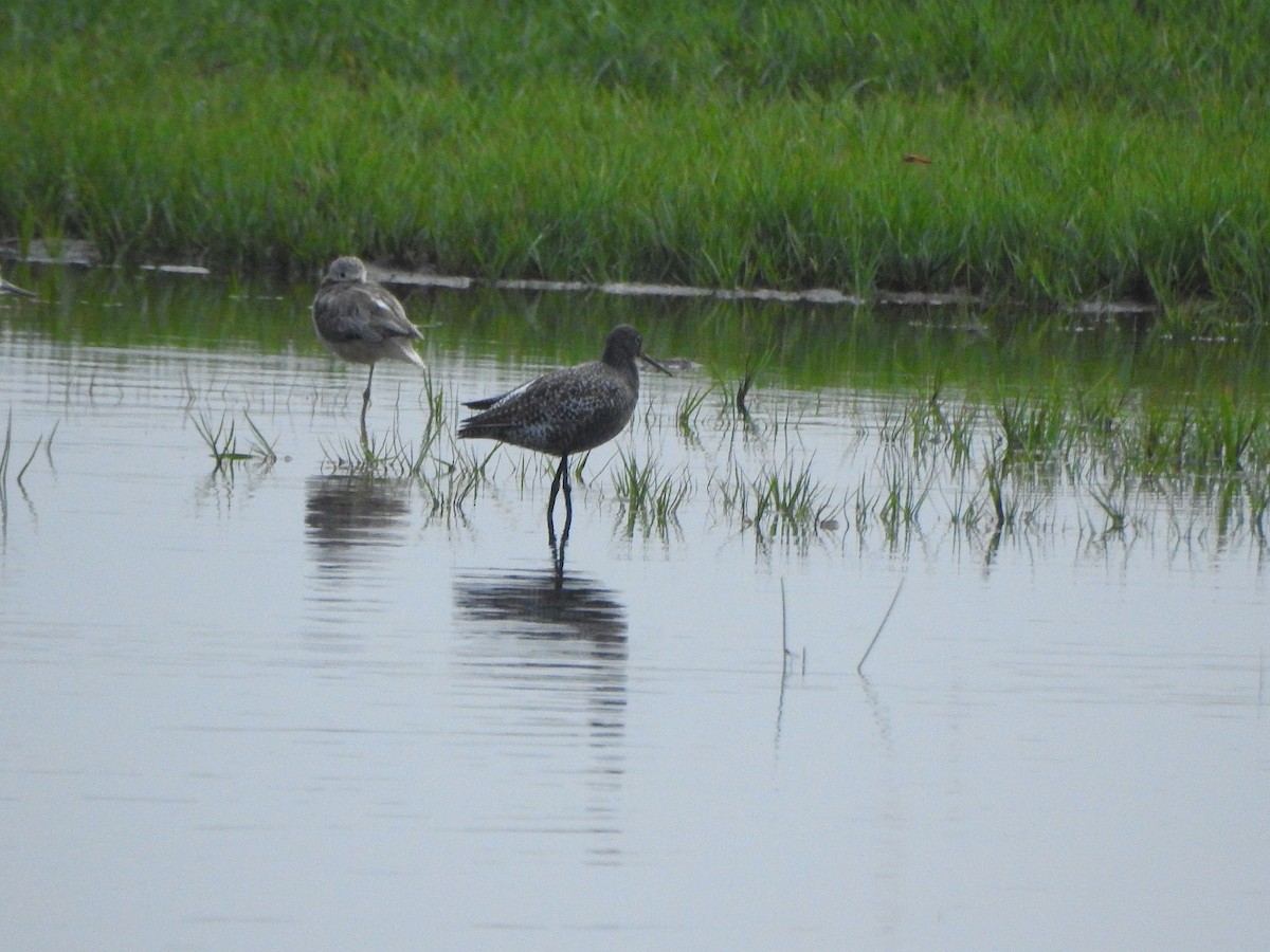 Spotted Redshank - ML333259651