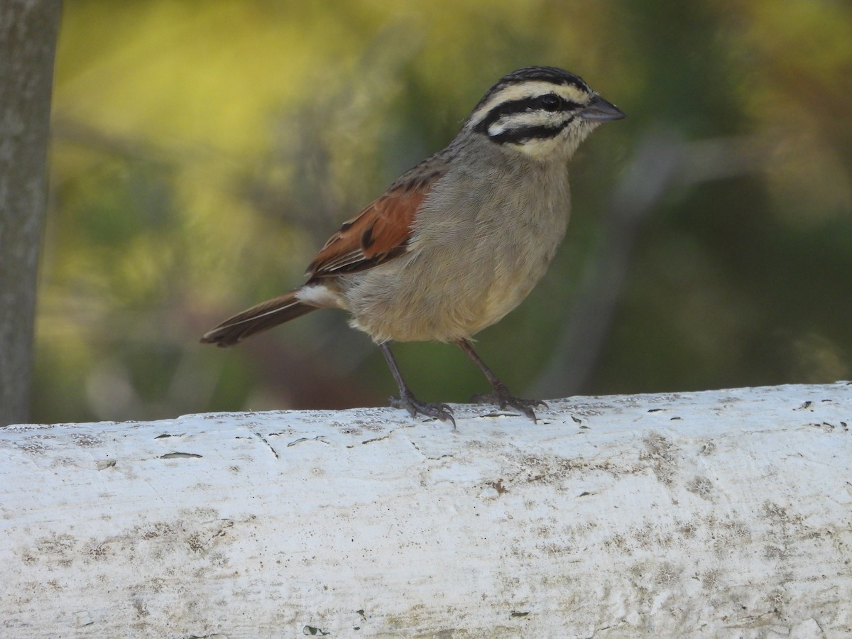 Cape Bunting - Timothy Whitehead