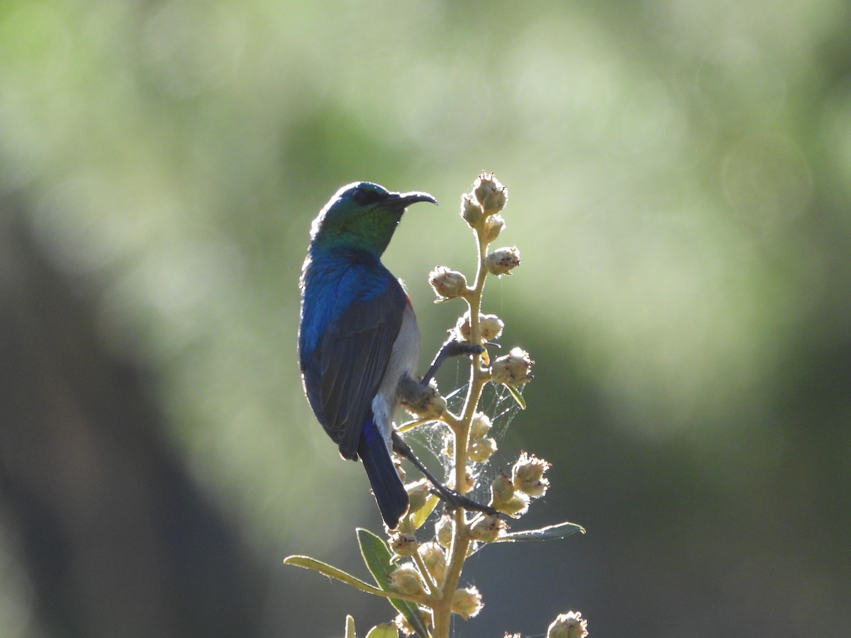 Southern Double-collared Sunbird - Timothy Whitehead