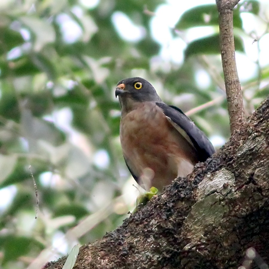 Chinese Sparrowhawk - ML333267611