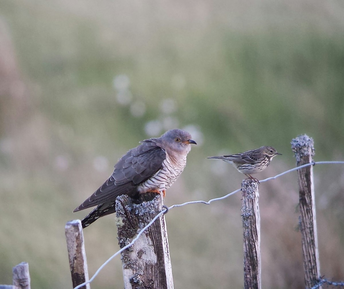 Common Cuckoo - Keith Langdon