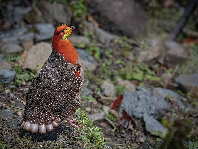 State Symbols of Nagaland List: State Animal, Bird, Flower, Tree