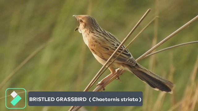 Bristled Grassbird - ML333278331