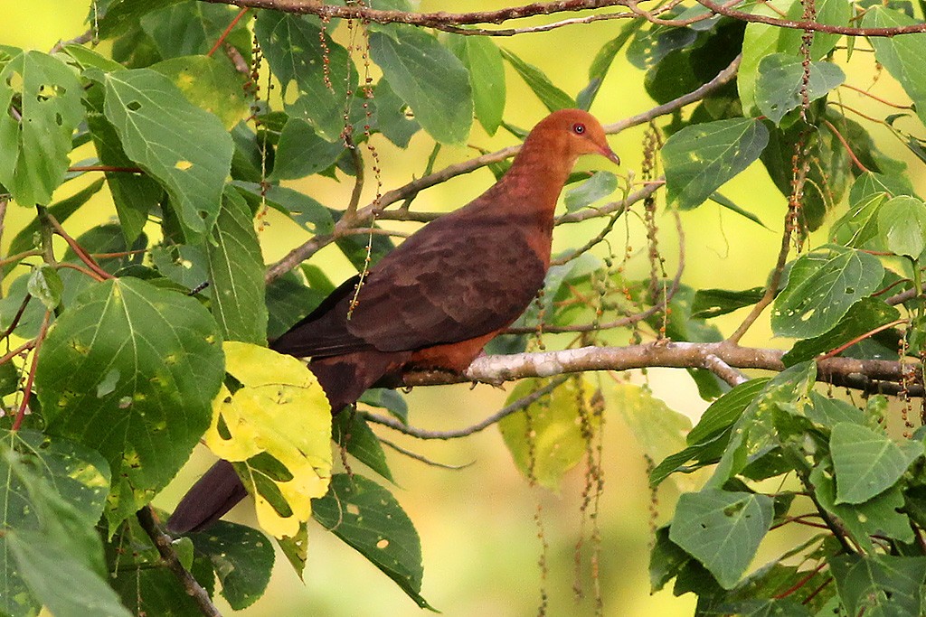 Philippine Cuckoo-Dove - ML333278641