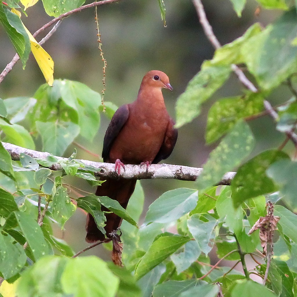 Philippine Cuckoo-Dove - ML333278651