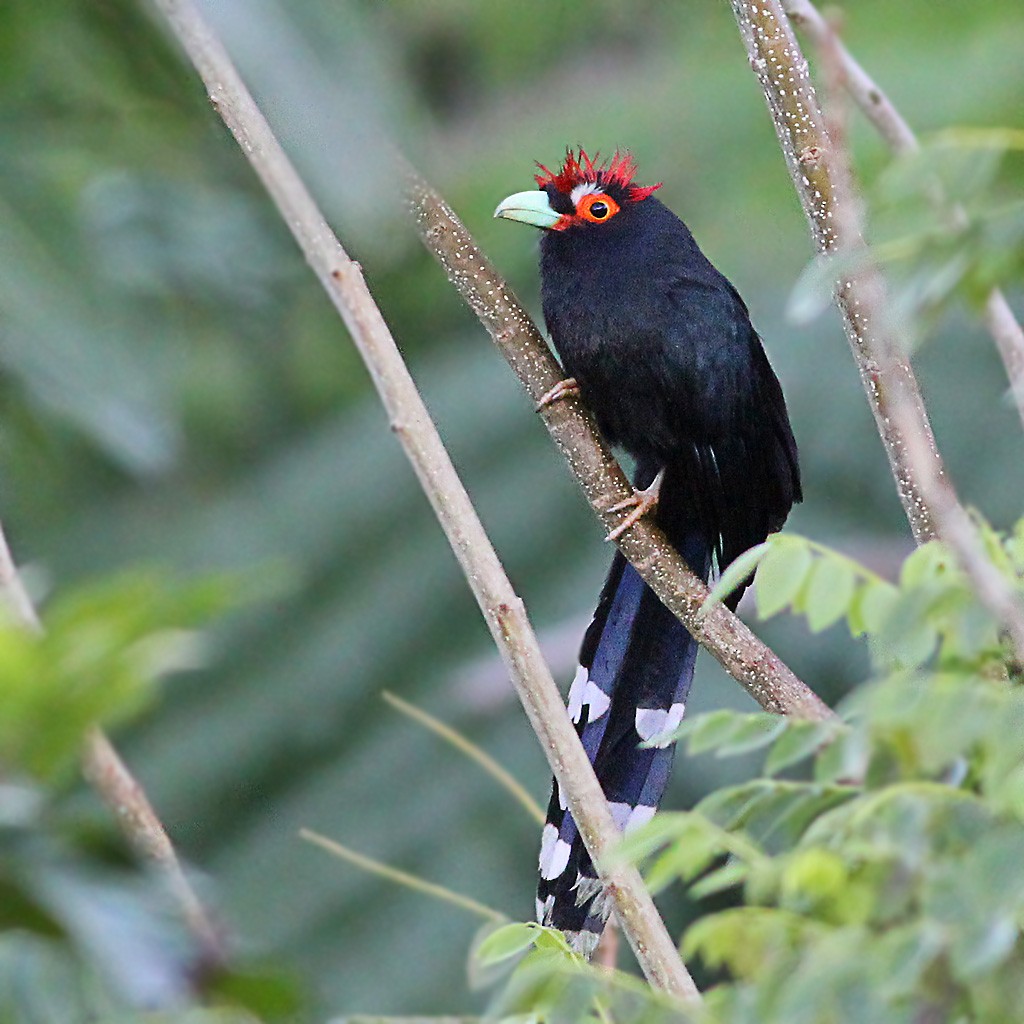 Red-crested Malkoha - Chris Chafer