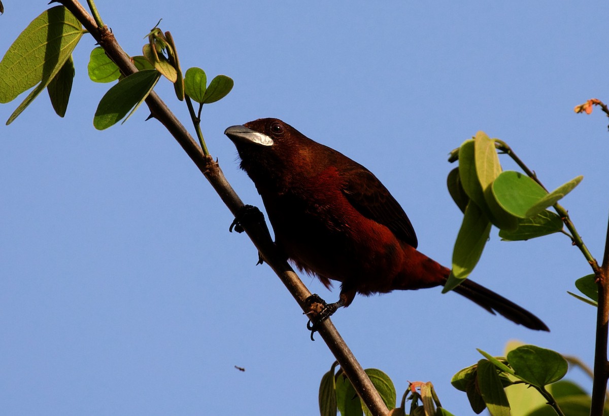 Silver-beaked Tanager - ML333278871