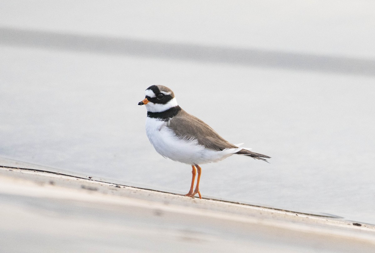 Common Ringed Plover - ML333281561