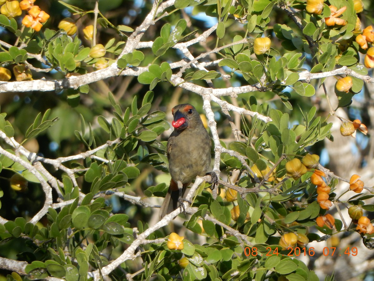 Greater Antillean Bullfinch - Vivian F. Moultrie