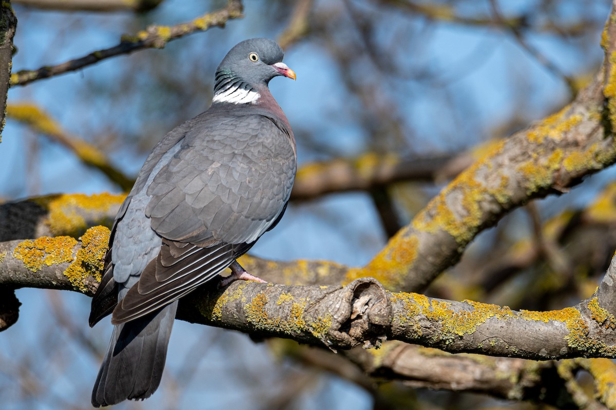 Common Wood-Pigeon - ML333286571
