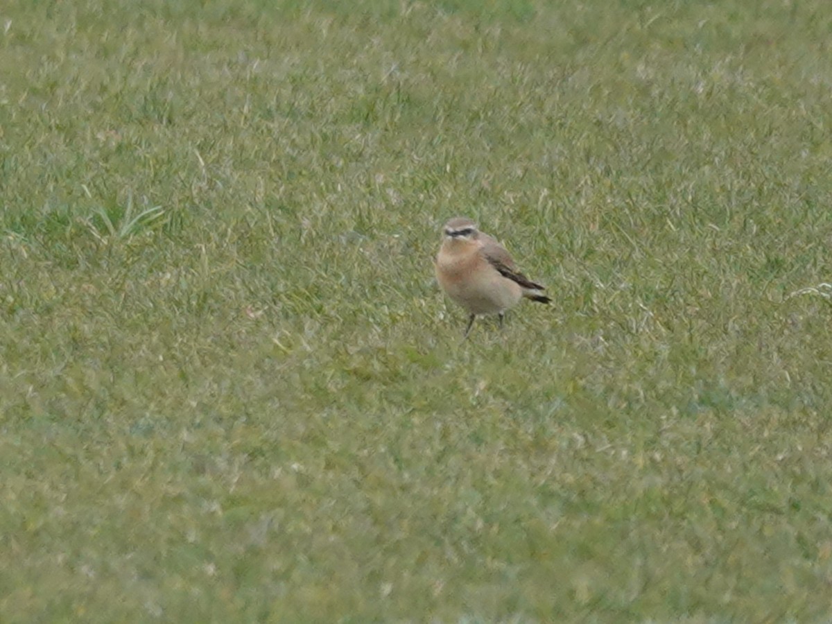 Northern Wheatear - Roy Collins