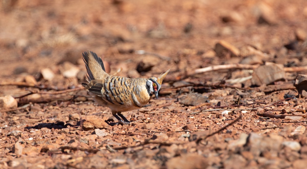 Spinifex Pigeon - ML333293111