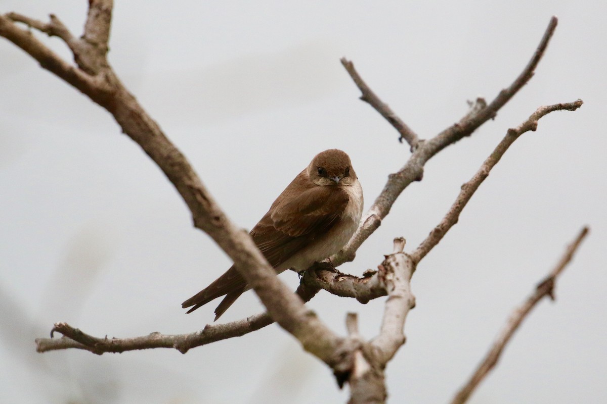 Northern Rough-winged Swallow - ML333295451