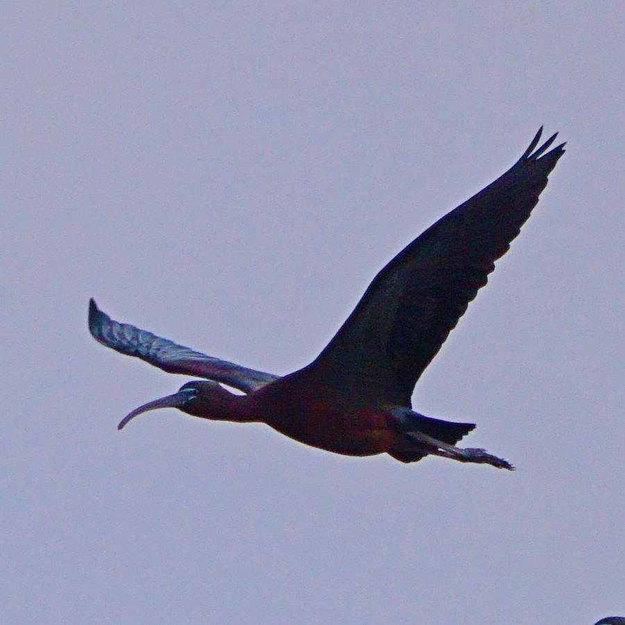 ibis hnědý - ML333295491