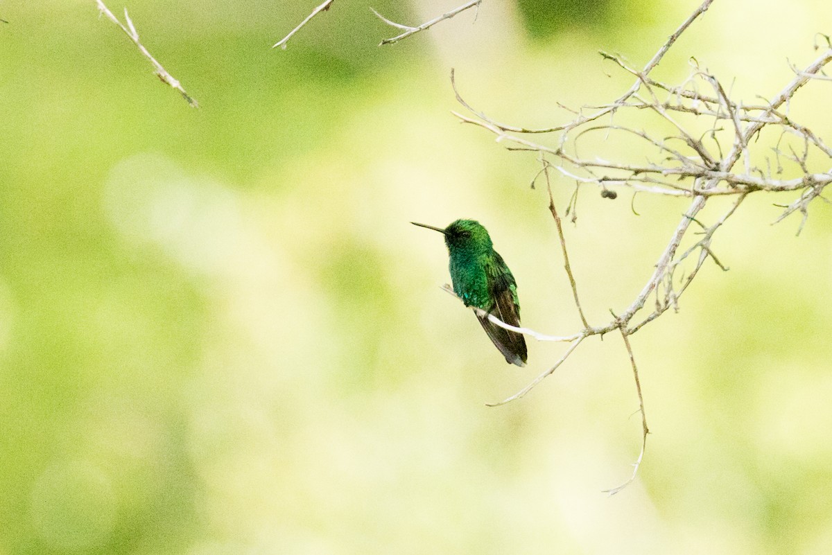Blue-tailed Emerald - Kamal Mahabir