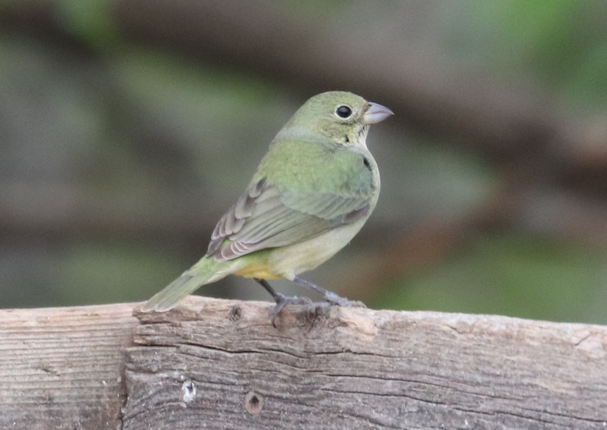 Painted Bunting - ML333298341