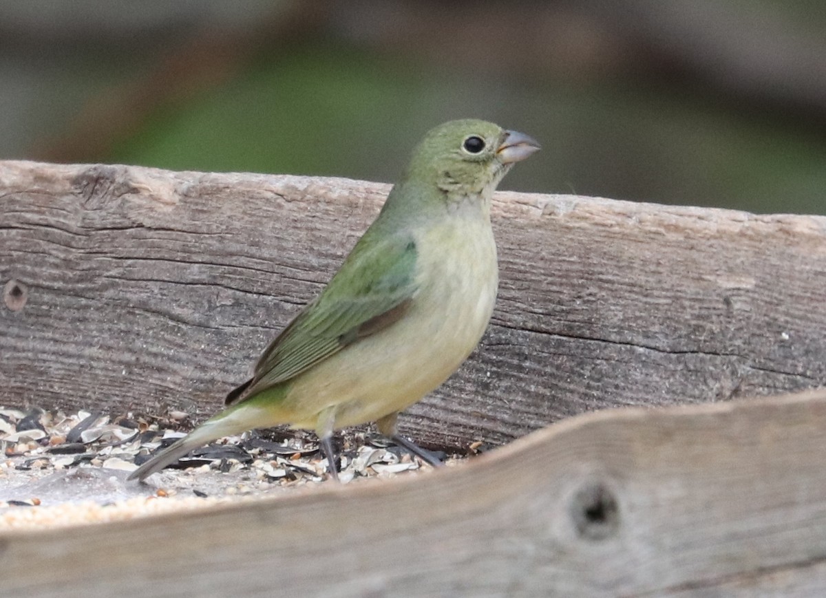 Painted Bunting - ML333298481