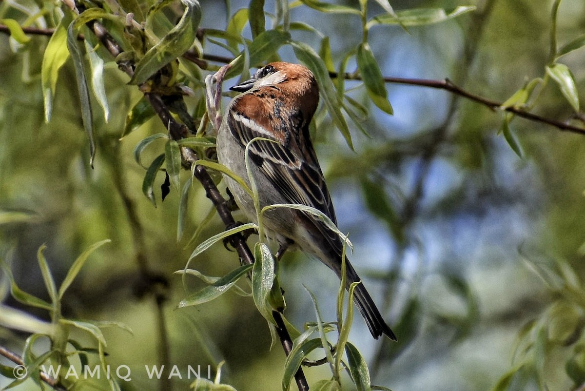Russet Sparrow - Wamiq Wani